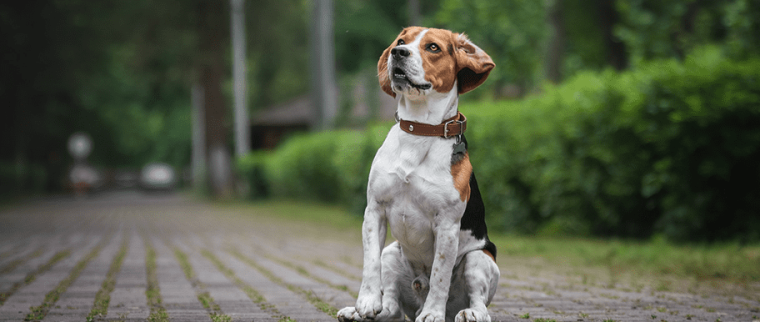 collier de dressage pour chien